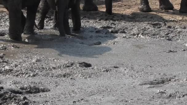 Zoom Out Mud Reveal Elephants Gathered Mud Wallow — Stockvideo