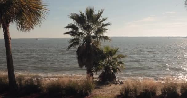 South Carolina Coast Palm Trees Waves — Wideo stockowe