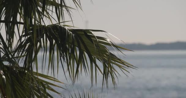 Palm Tree Leaves Blowing Wind Ocean Backdrop — Wideo stockowe