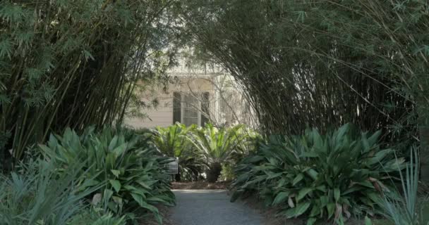 Beach Resort Palm Tree Walkway — Wideo stockowe