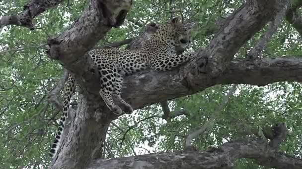 Leopard Lies Tree Green Leaves Grooms Seen — Video Stock