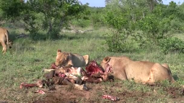 Close View Two Lionesses Feeding Giraffe Kill Green Bushland — Stockvideo