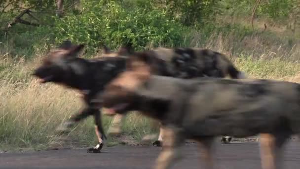 Close View African Wild Dogs Running Road Tall Grass Wind — Vídeo de stock