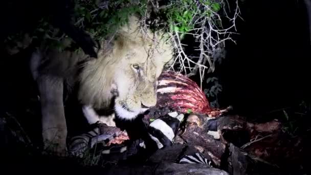 Close View Male Lion Feeding Zebra Carcass Night Spotlight — Stockvideo