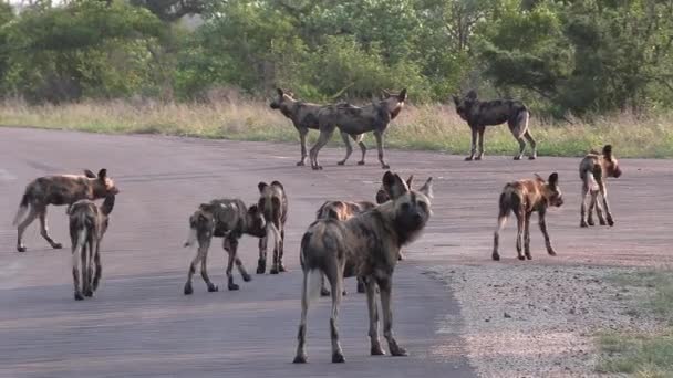 Большая Стая Африканских Диких Собак Передвигается Смоляной Дороге Южная Африка — стоковое видео