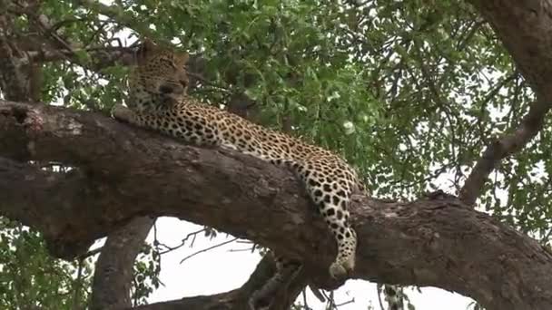 Close View Lone Leopard Lying Tree Branch Wind Moves Leaves — Video Stock