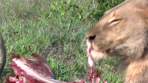 Close Lioness Feeding Rib Cage Giraffe Kill Green Grass — Vídeos de Stock