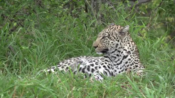 Close Leopardo Descansando Grama Verde Exuberante Estática — Vídeo de Stock