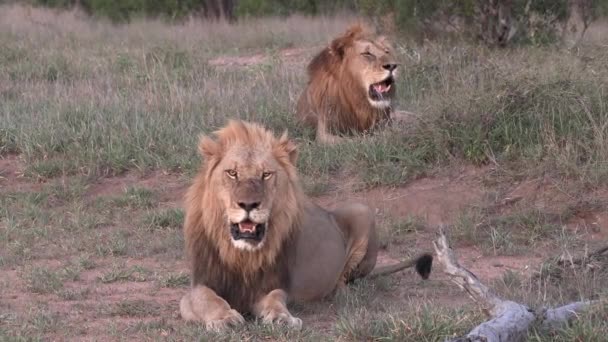 Amplo Tiro Dois Irmãos Leão Descansando Deserto África — Vídeo de Stock