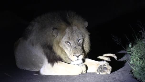 Male Lion Lying Road Night Lit Safari Spotlight — kuvapankkivideo