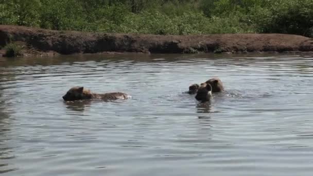 Small Group Hyena Moving Shallow Water Cool — Stockvideo