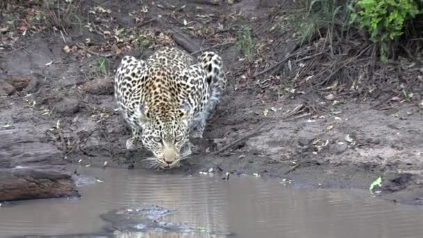 Leopardo Con Ojos Azules Claros Bebiendo Agua Alejar Lentamente Zoom — Vídeo de stock