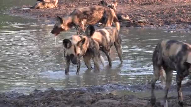 Pack African Wild Dogs Wade Shallow Pan Africa Cool Hot — Vídeo de Stock