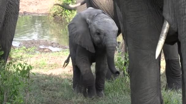 Young Elephant Calf Alongside Its Mother Africa — Vídeo de stock