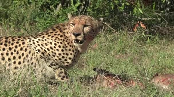 猎豹向四周看了看 然后吃了一口新鲜的猎食 — 图库视频影像