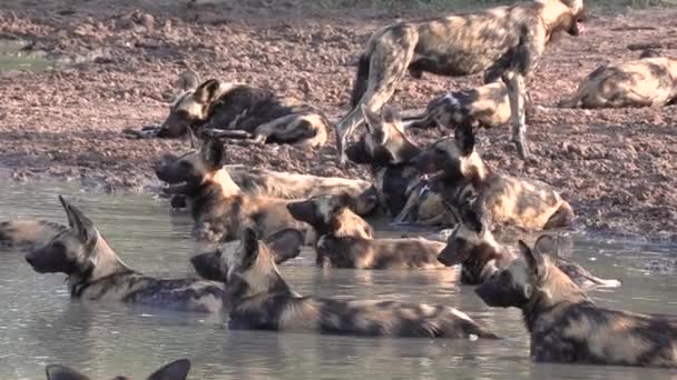 Een Grote Groep Afrikaanse Wilde Honden Die Samen Uitrusten Een — Stockvideo