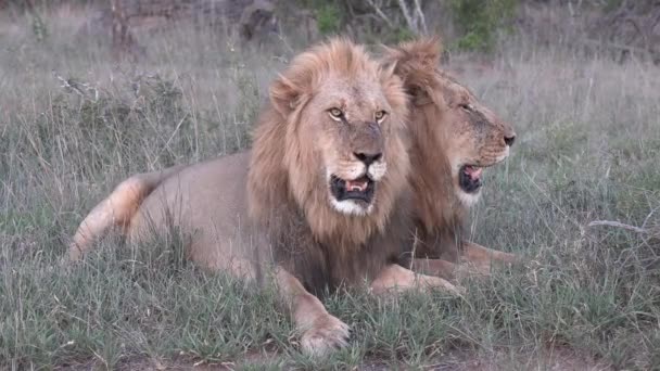 Helkroppsbild Två Vuxna Lejonbröder Som Vilar Tillsammans Afrikas Vildmark — Stockvideo