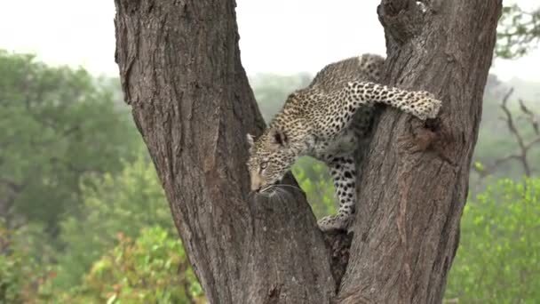 Leopard Climbing Tree South Africa — Stock Video