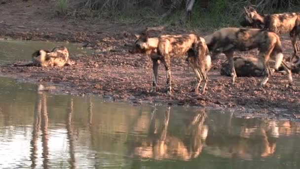 African Wild Dogs Approach Small Pan Cool — Vídeo de Stock