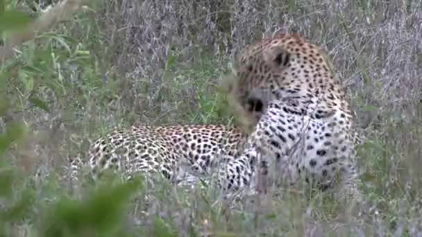 Leopard Grooms Looks Distance Listening Gimbal Shot — Video Stock