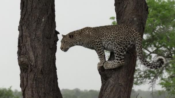 Attentive Immobile Leopard Looking Tree Gimbal Shot — Videoclip de stoc
