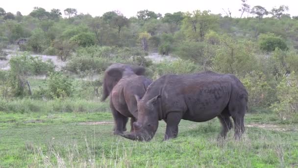 Dos Rinocerontes Blancos Pastando Pacíficamente Mientras Elefante Agresivo Burla Ellos — Vídeo de stock