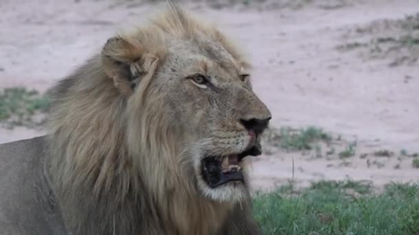 Close Male Lion Lying Panting Heat Gimbal — ストック動画