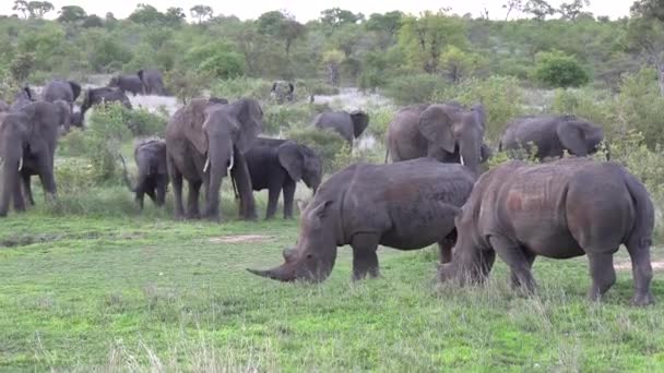 Landscape Elephants White Rhinos Grazing Gimbal — ストック動画