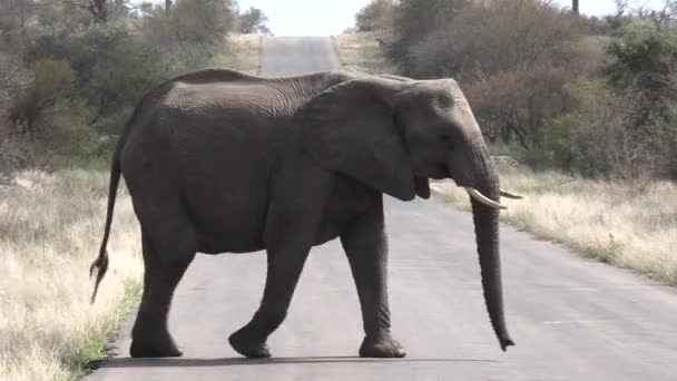 Elephant Her Young Crosses Tarred Road Slow Pan Right — Video