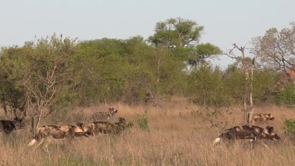 Pack Wild Dogs Moving Giraffes Visible Background Slow Pan Right — 비디오