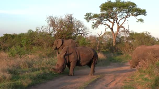 Group White Rhinos Cross Dirt Road Kruger National Park Africa — Vídeo de Stock