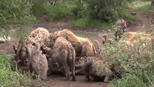 Static Shot Hyena Vultures Scavenging — Vídeos de Stock