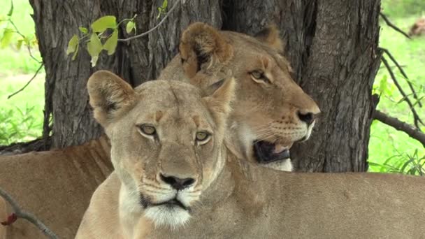 Close Lionesses Resting Tree Gimbal — Wideo stockowe