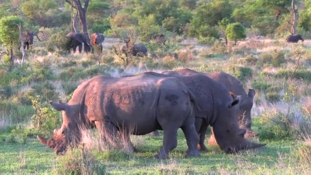 White Rhino Grazing Elephants Background Golden Hour Gimbal — Stok Video