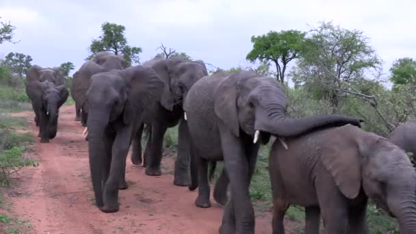 Μεγάλο Κοπάδι Ελεφάντων Περπατά Στο Χωματόδρομο Περνώντας Από Την Κάμερα — Αρχείο Βίντεο