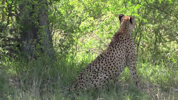 Alert Cheetah Watching Her Surroundings Dense African Bushland — ストック動画