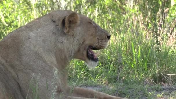 Close Young Male Lion Panting Hot Conditions Gimbal — ストック動画