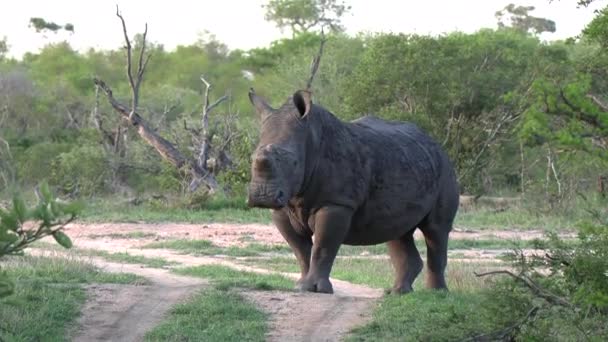 Обезрогатый Белый Носорог Вырезанным Ухом Стоит Пустыне Маленькой Дороге — стоковое видео