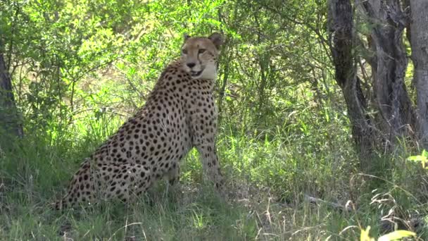 Cheetah Watching Her Surroundings Dense Bushland Gimbal — 图库视频影像