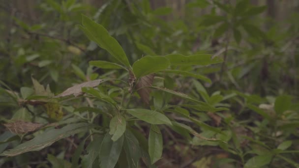 Прекрасна Зелена Рослинність Лісі Англії — стокове відео