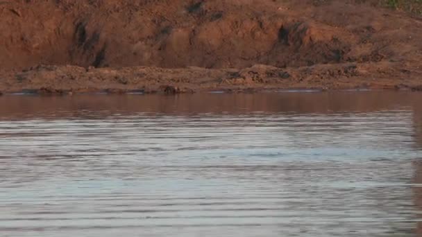 View Lake Africa Hippo Pops Out Water Looks Camera — ストック動画