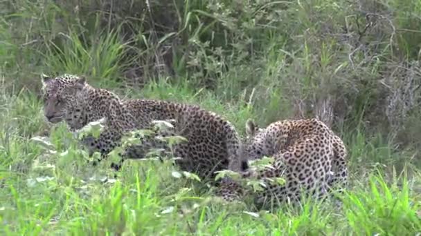 Leopard Cub Interaction Allo Grooming Hissing — Wideo stockowe