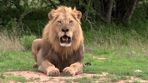 Beautiful Adult Male Lion Sitting Panting Hot African Sun — Stockvideo