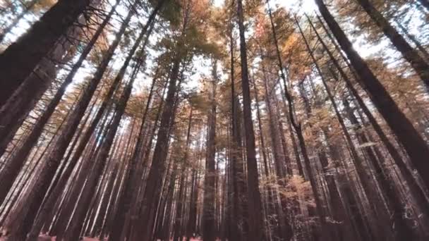 Redwood Tree Forest New Zealand — Vídeo de stock