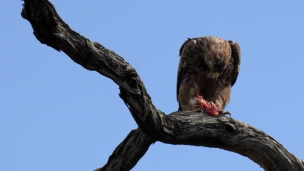 Tawny Eagle Feeding Its Prey While Perched High Tree Branch — Stockvideo