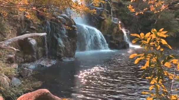 Waterfall Forest New Zealand — Stock videók