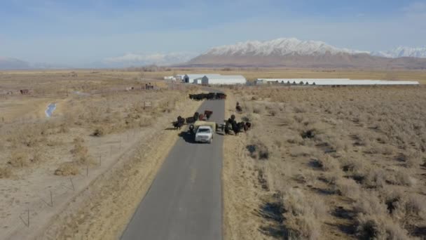Drone Shot Herd Cows Flatbed Truck Carrying Bales Hay Rural — Vídeo de stock
