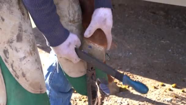 Farrier Grooms Horses Hoof File Tool Close Shot — Stok video
