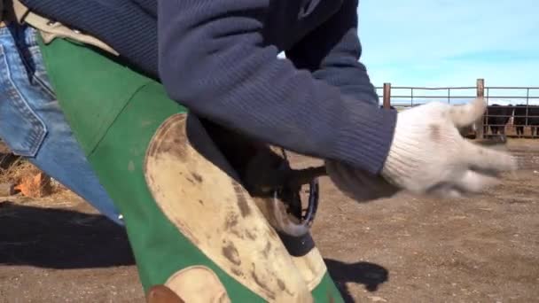 Farrier Removes Horseshoe Horse Ranch Cold Sunny Day Medium Side — Video Stock