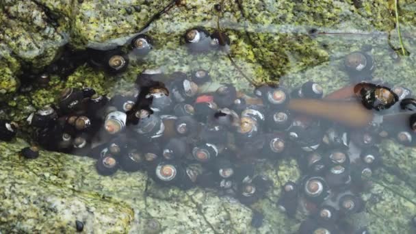 Hermit Crabs Crawling Eating Seaweed Monterey California Dolly Medium — Vídeos de Stock